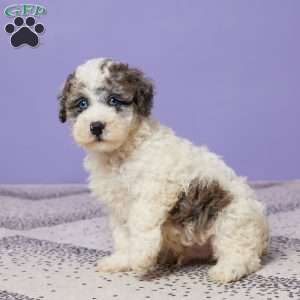 Rubble, Miniature Poodle Puppy